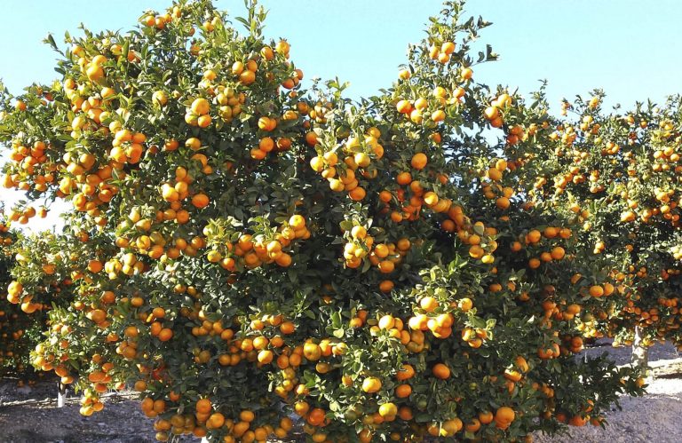 mandarina-nadorcott