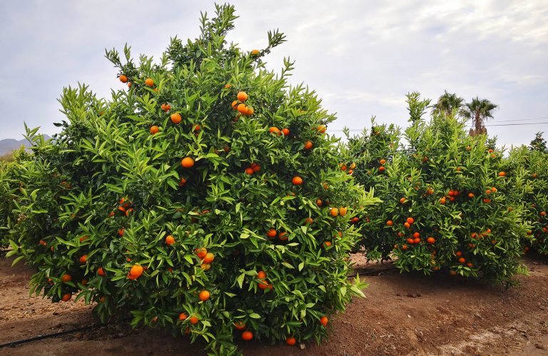 mandarina nova